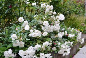 róże okrywowe bezobsługowe