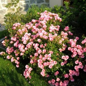 róże bezobsługowe