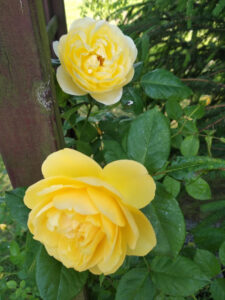 pielęgnowanie róży