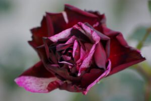 róża królowa kwiatów