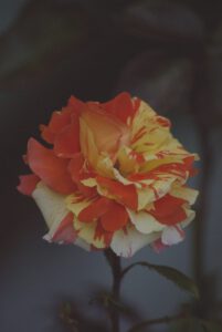 róża królowa kwiatów i serc 