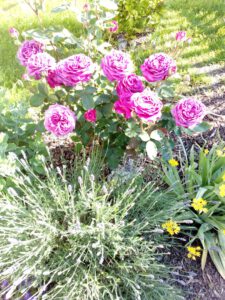 własne płatki róż w ogrodzie