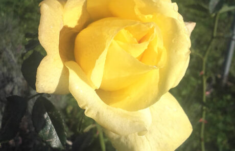róża w ogrodzie