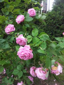 róże John Laign moja pasja
