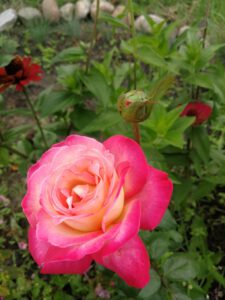 moja róża w ogrodzie