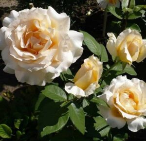 casanova róże wielkokwiatowe