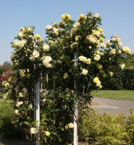 róże parkowe Z różami od najmłodszych lat