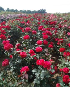 Z różami od najmłodszych lat mister lincoln