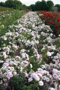 Z różami od najmłodszych lat