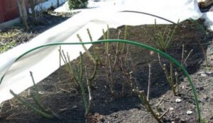 zimowe okrycie róż