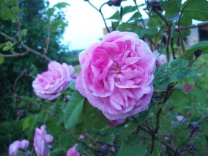 Alancja róża kwiaty