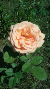 najpiękniejsze róże amber queen 2
