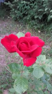 ena harkness najpiękniejsza róża