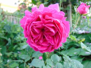 róża kwiaty Madame Isaac Pereire