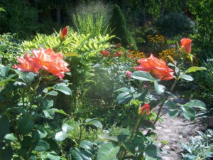 rabaty różane w ogrodzie