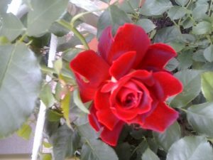kwiat róży ogród róż