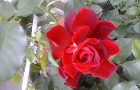 kwiat róży
