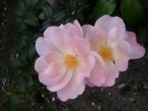 kwiaty róże perskie
