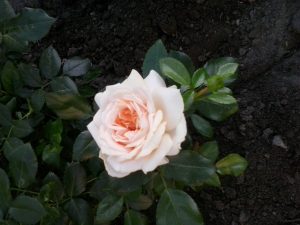 piękna róża ogród pełen róż