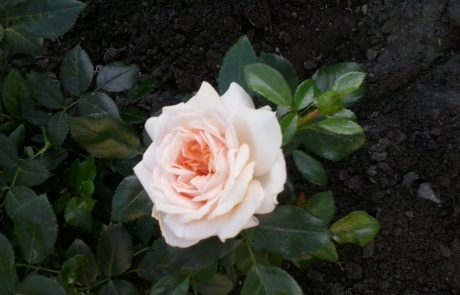 piękna róża
