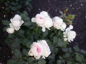 róże w ogrodzie 