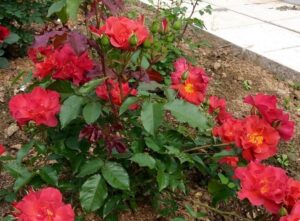 cinco de mayo róże w ogrodzie