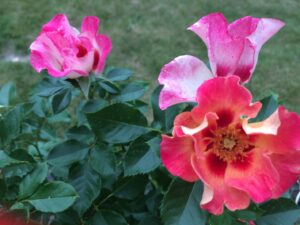 róże perskie dla amatorów róż