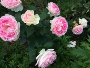 do miłośników róż w ogrodzie