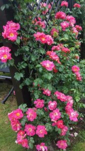 róża Bajazzo w kompozycji w ogrodzie