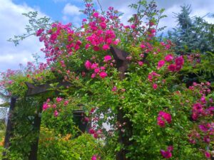 Róże w ogrodzie kompozycje