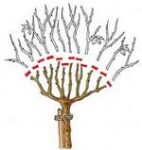 cięcie róży piennej kopułowej