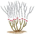 kiedy obcinać róże rabatowe