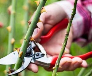 cięcie róż nawożen ie