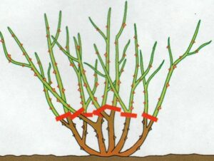 kiedy obcinać róże