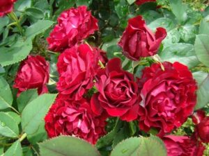 odmiana wielkokwiatowa róża Barocca