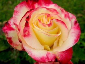 róża wielkokwiatowa Double Delight