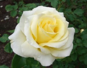 róża odmiana wielkokwiatowa Elina