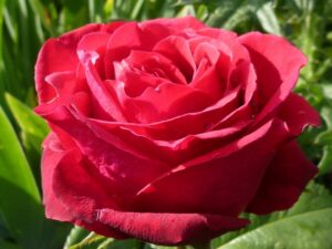 róża wielkokwiatowa Grace and Beauty