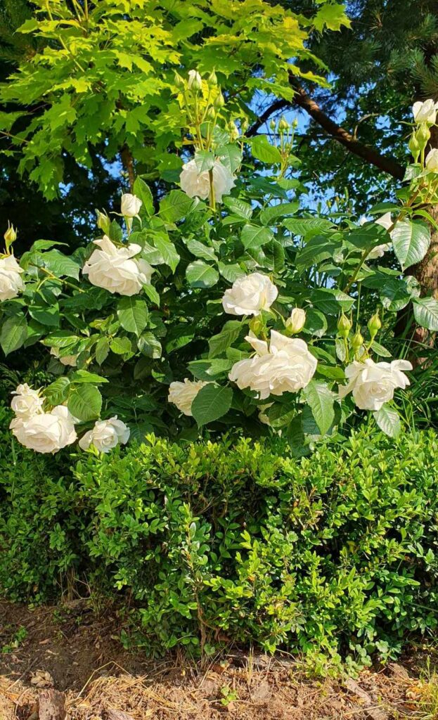 najpiękniejsze róże wielkokwiatowe