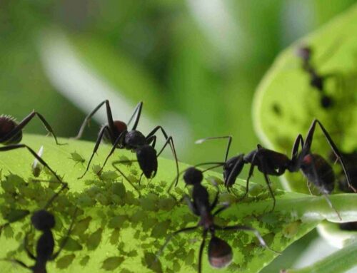 Mrówki w ogrodzie – jak się ich pozbyć jak je zwalczyć.