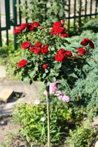 róża na pniu czerwona floribunda