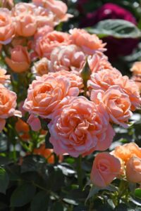 idealne warunki sweet dream