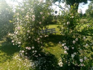 róże w ogrodzie aranżacje z elementami małej architektury 
