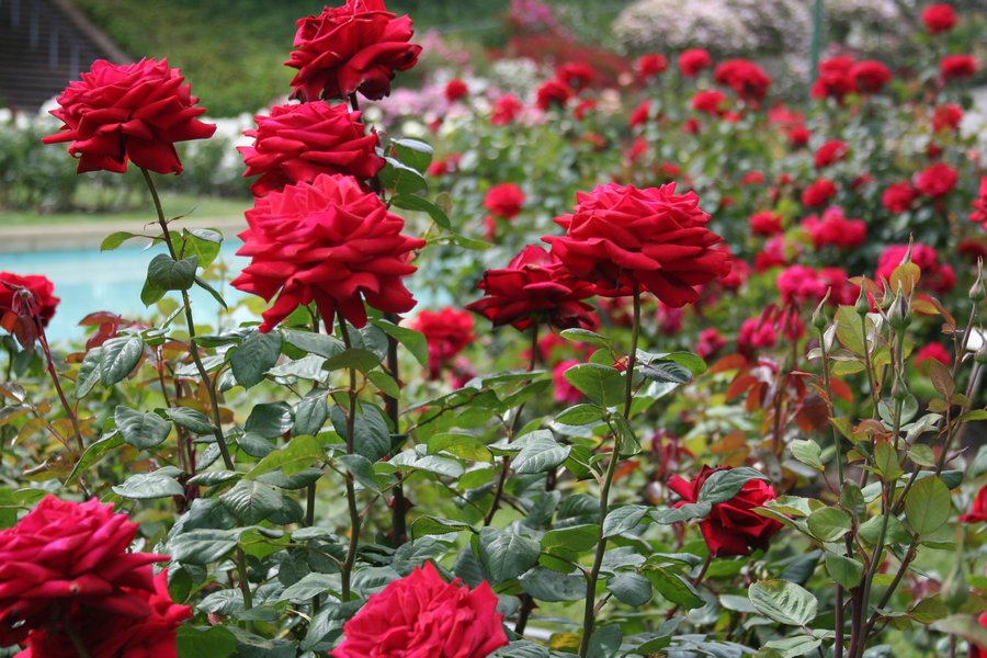 różane aranżacje z róż wielkokwiatowych