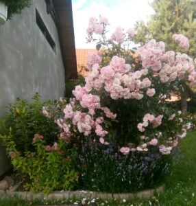 aranżacja róż z krzewami zielonymi