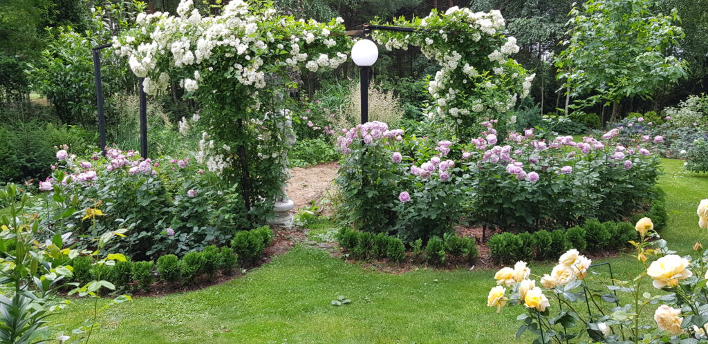  jak łączyć krzewy z różami w ogrodzie idealne sąsiedztwo