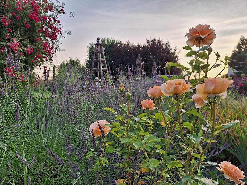 Optymalne sąsiedztwo dla Twoich róż! lawenda, byliny o kwiatach delikatnych eterycznych dobre do posadzenia obok róż