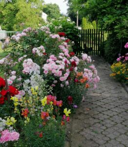Jak łączyć róże z drzewkami i krzewami ozdobnymi w ogrodzie krzewy ozdobne z różami