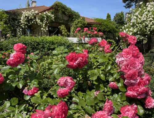 Jak łączyć róże z drzewkami i krzewami ozdobnymi w ogrodzie