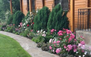 róża wielokwiatowa